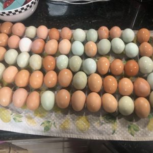 Farm Fresh Chicken Eggs