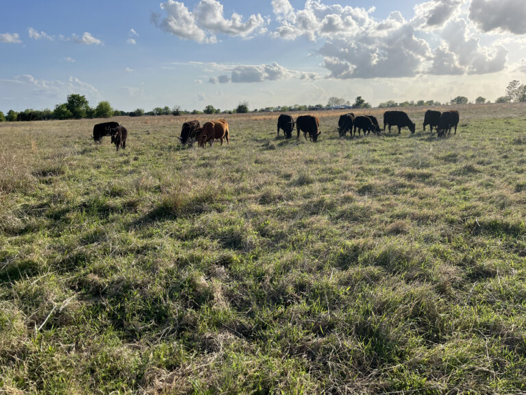 Welcome to Legacy Land and Livestock — Farm Fresh Eggs in Durant, OK