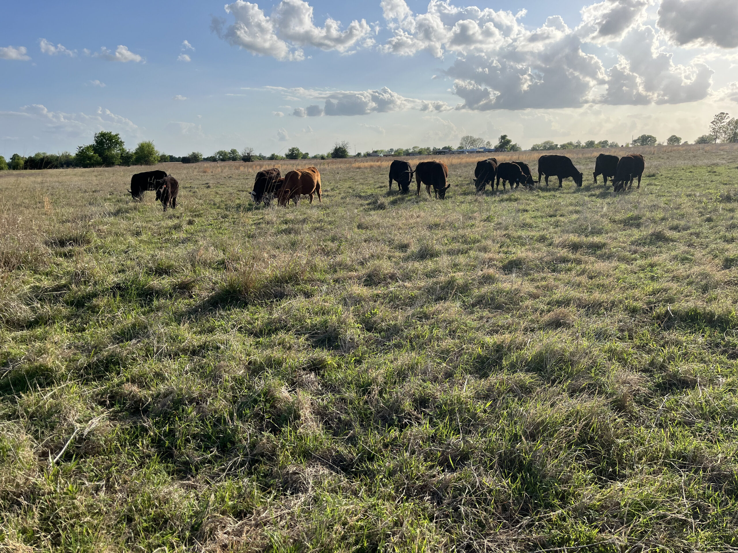 Legacy Land and Livestock farm