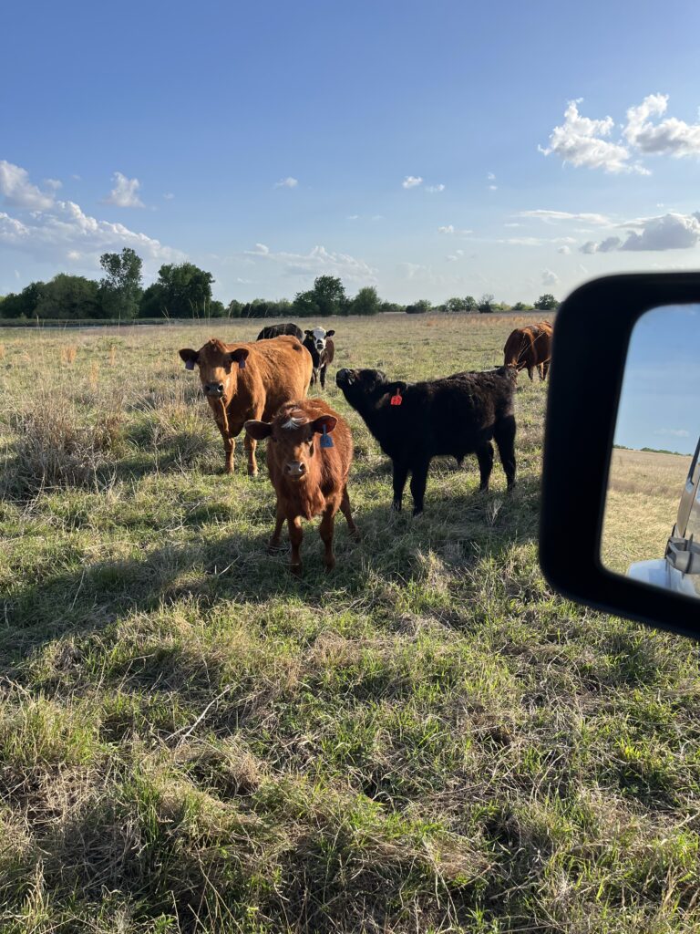 What’s Happening on the Farm: A Seasonal Update from Legacy Land and Livestock