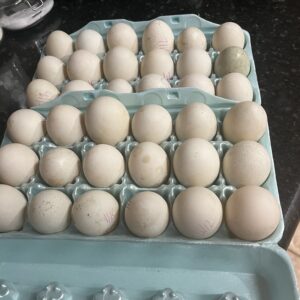Farm Fresh Duck Eggs