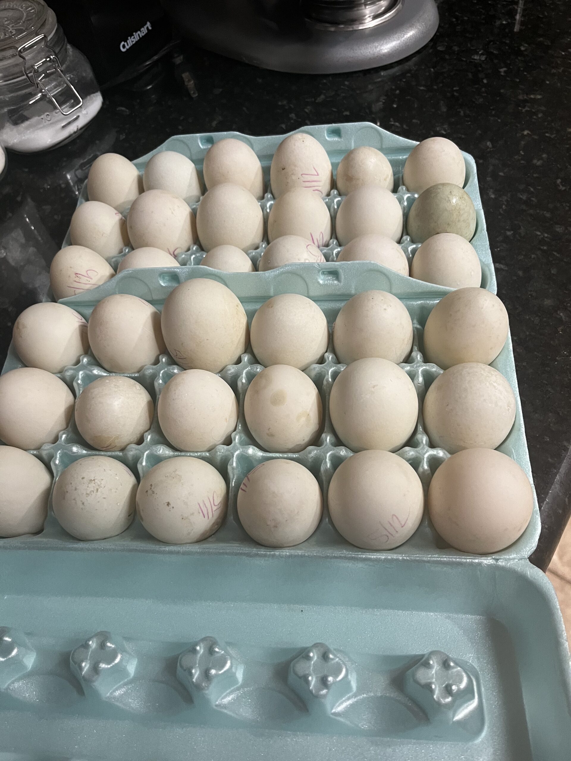 Duck from Legacy Land and Livestock farm